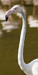 20100822_slimbridge_017-Edit.jpg