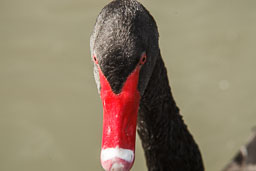 20100822_slimbridge_021.jpg