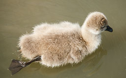 20100822_slimbridge_022.jpg