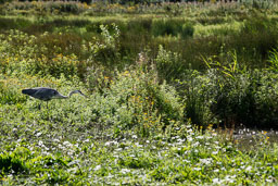 20100822_slimbridge_031.jpg