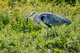 20100822_slimbridge_038_v1.jpg