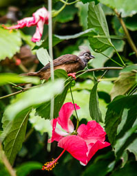 20100822_slimbridge_068.jpg