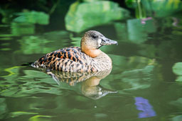 20100822_slimbridge_070.jpg