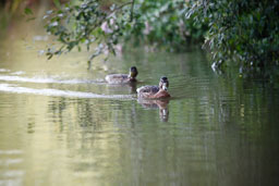 20100822_slimbridge_076.jpg