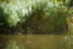 20100822_slimbridge_087.jpg