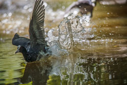 20100822_slimbridge_093-E.jpg