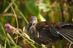 20100822_slimbridge_094.jpg