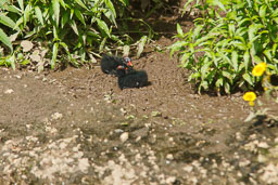 20100822_slimbridge_106.jpg