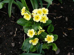 20030401_Garden_07.jpg