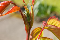 20110416_Garden_004-E.jpg