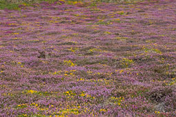 20110817_South-Stack_008.jpg