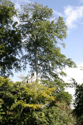 20050829_Trentham_054.jpg