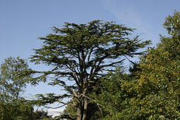 20050829_Trentham_055.jpg