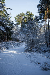 20100106_Delemere-Snow_046.jpg