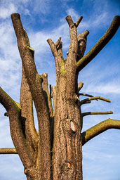 20111001_Trtentham-Gardens_007.jpg