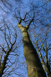 20120325_biddulph-grange_005.jpg