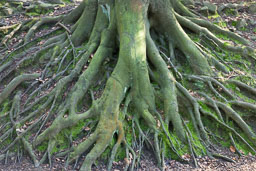 Trees
 Hero