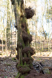 20120325_biddulph-grange_013.jpg