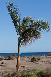 20160410_lanzarote_014.jpg