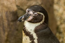 20140529_Longleat_105.jpg