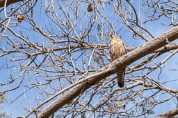 Images of Wildlife
 Hero