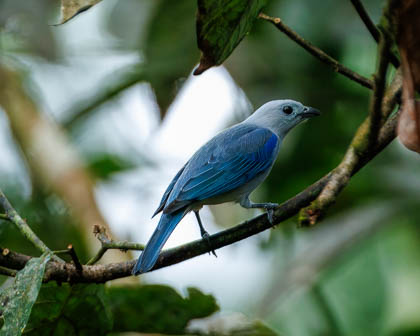 20250303_Costa-Rica_233-Enhanced-NR-2.jpg