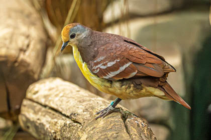 20250704_Chester-Zoo_047.jpg