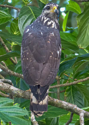 Hawk-1_E_E_E.jpg