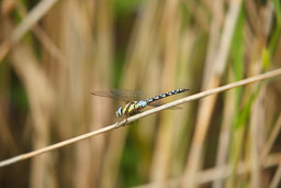 20100822_slimbridge_104.jpg