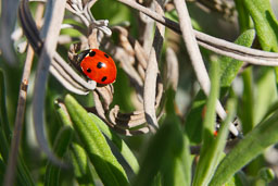 Insects
 Hero