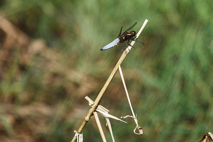 20110508_Coombes_004.jpg