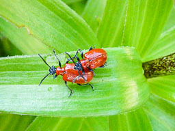 20110603_Red_Bugs_004.jpg