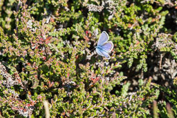 20110709_southstack_064.jpg