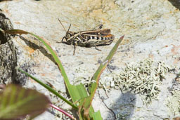 20110817_South-Stack_010-E.jpg