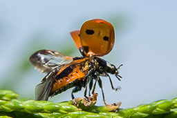 20111001_LadyBirds_004.jpg