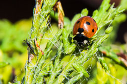 20111001_LadyBirds_013.jpg