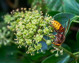 Insects
 Hero