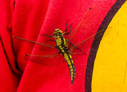 Black-Tailed-Skimmer.jpg