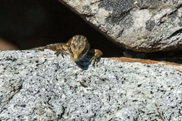 20110817_South-Stack_035-E.jpg