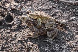 20120325_biddulph-grange_017-E.jpg