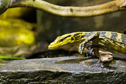 20120429_ZSL_040.jpg