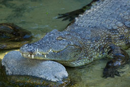 20120813_bioparc_024.jpg