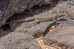 20160408_lanzarote_046-E.jpg