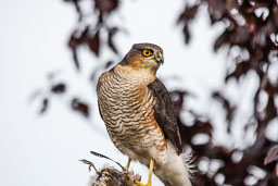 20081019_SparrowHawk_149.jpg