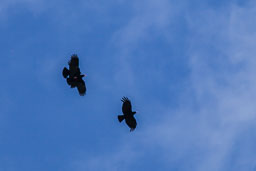 UK Birds
 Hero