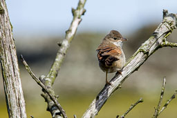 20110817_South-Stack_018.jpg