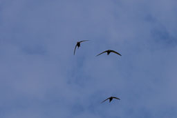 20120513_RSPB-Conwy_007.jpg