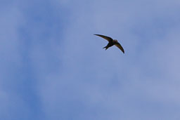 20120513_RSPB-Conwy_009.jpg