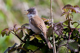 UK Birds
 Hero