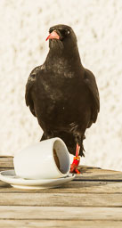 20130219_South-Stack_019.jpg